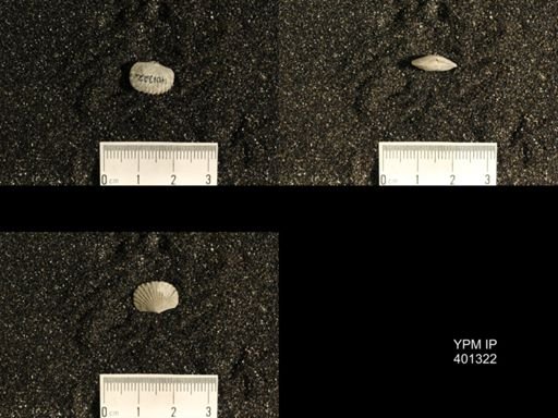 Plectorthis plicatella