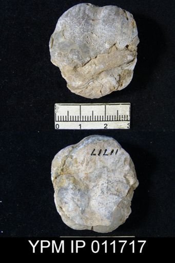 Marginifera opima