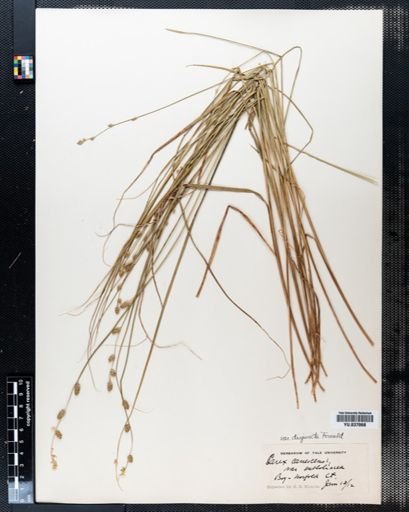 Carex canescens