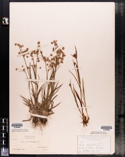 Luzula campestris