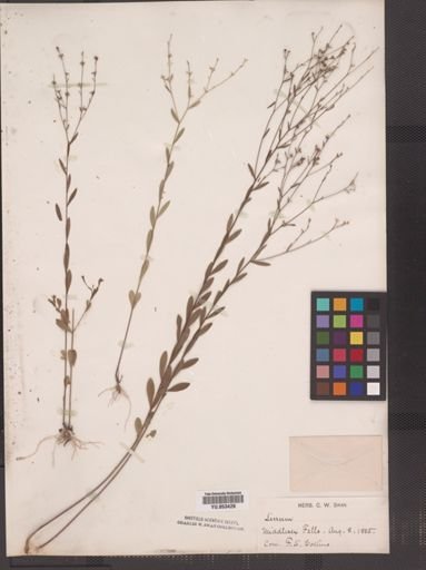 Linum virginianum