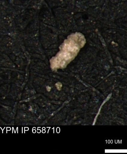 Verneuilinoides kansasensis
