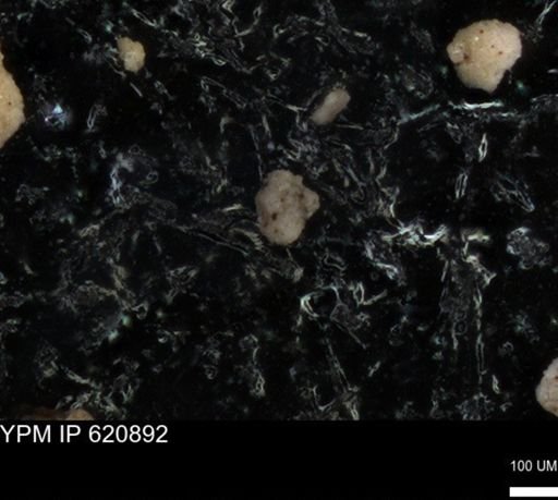 undet. Foraminiferida