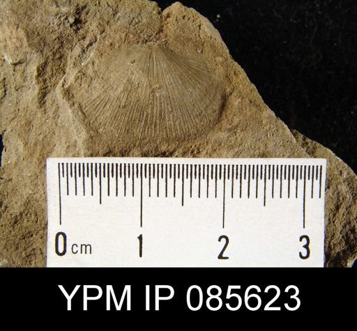 Derbya crassa