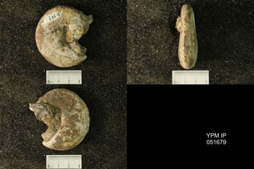 Hoploscaphites nicolletii