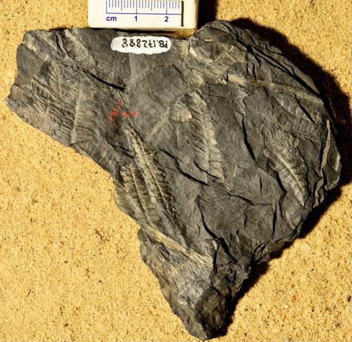 Pecopteris sp.