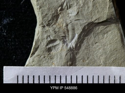 undet. Ptychopariida