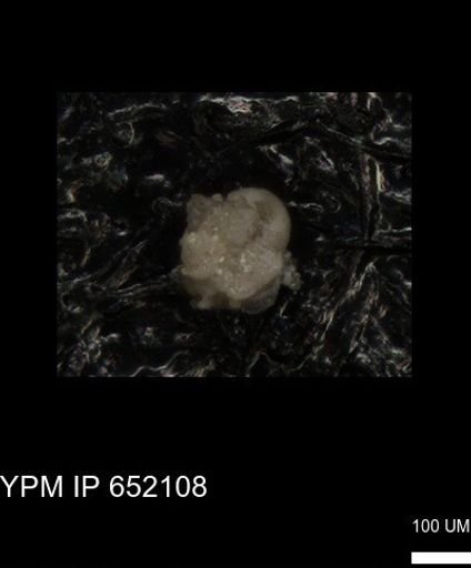 undet. Foraminiferida