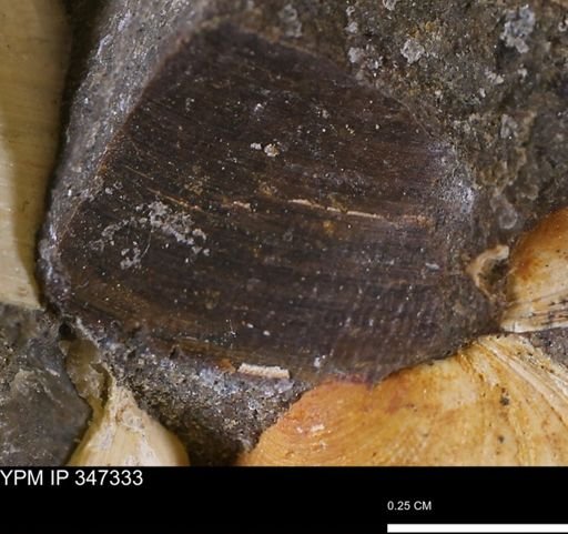 undet. Bivalvia
