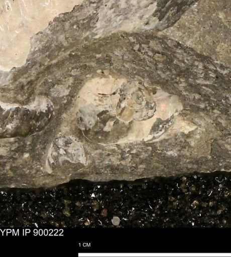 undet. Scaphitidae