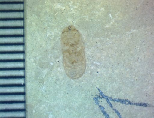 undet. Coleoptera