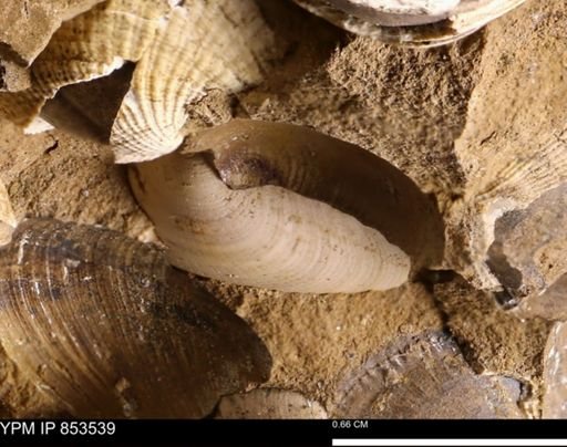Limopsis striatopunctatus