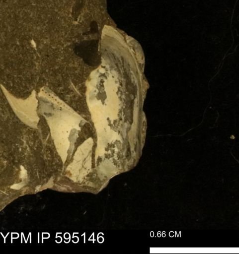 Protocardia sp.