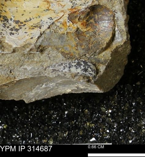 undet. Bivalvia