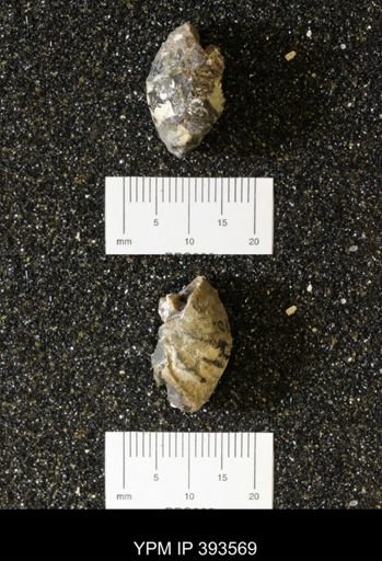 Acanthoscaphites nodosus