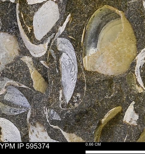 Protocardia sp.