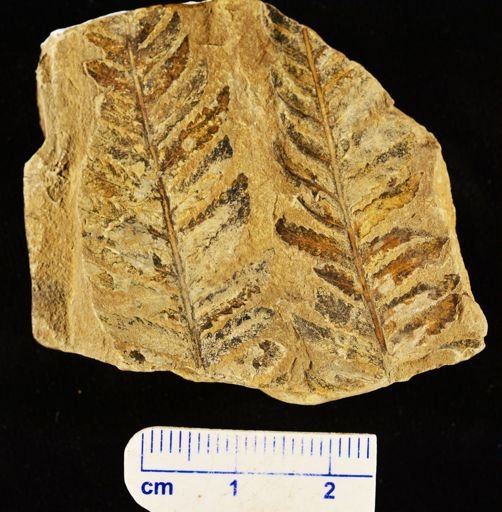 Aspidium montanense