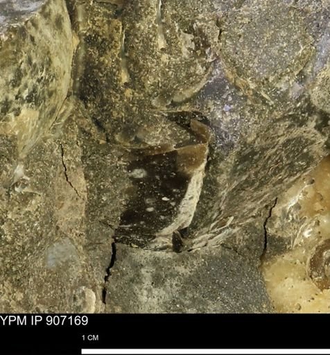 undet. Mollusca