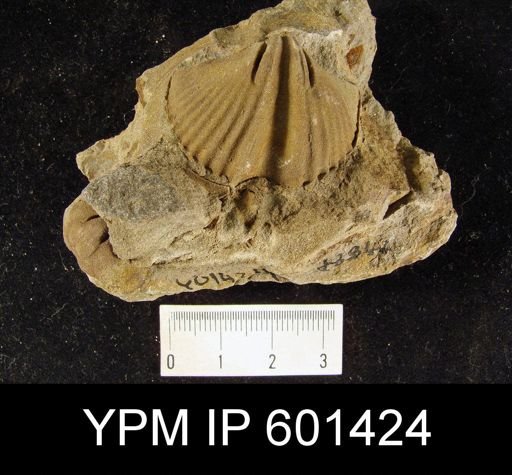 Brachyspirifer crassicosta