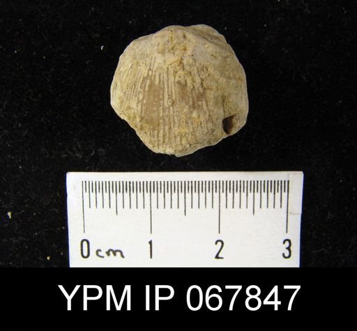 Stropheodonta varistriata