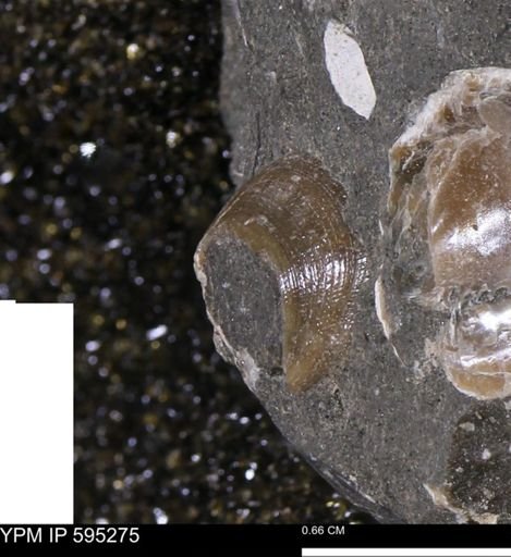 Limopsis striatopunctatus