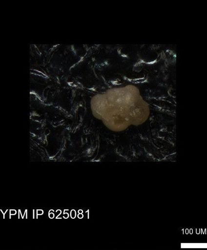 undet. Foraminiferida