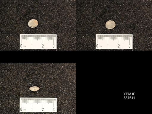 Rhipidomella hybrida