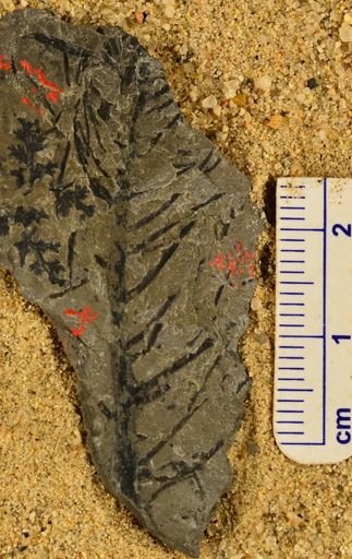Lepidodendron sp.