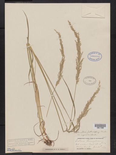 Sphenopholis pallens