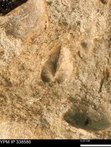 Protocardia subquadrata