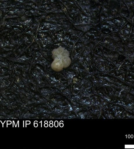 undet. Rugoglobigerinidae