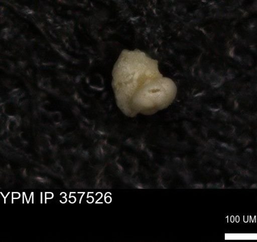 undet. Foraminiferida