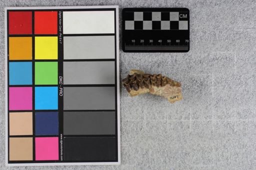 Merycoidodon culbertsoni