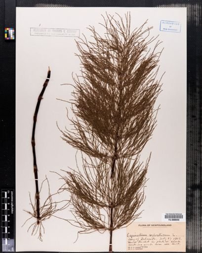 Equisetum sylvaticum