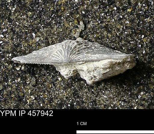 Strophodonta sp.