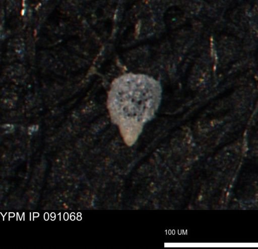 Clathrocyclas irrasa