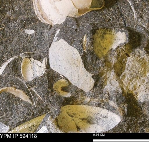 Limopsis? striatopunctatus