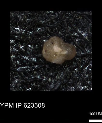 undet. Foraminiferida