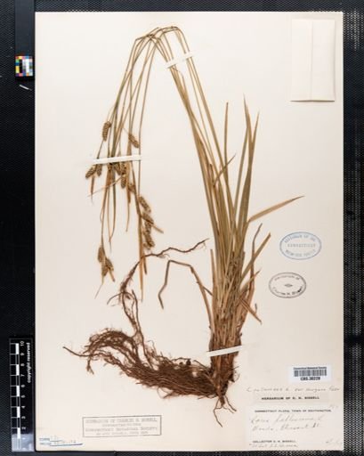 Carex pallescens