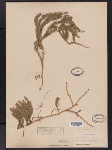 Lycopodium annotinum