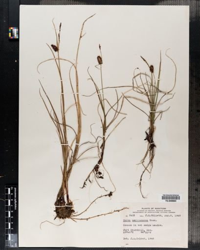 Carex