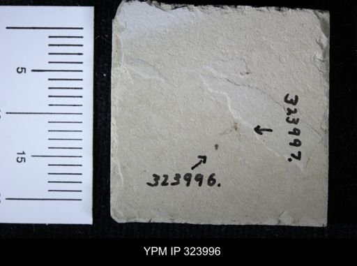 undet. Coleoptera
