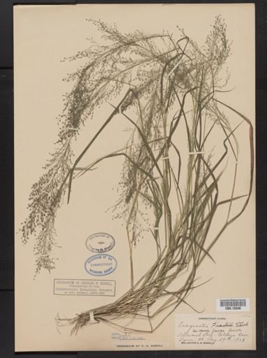 Eragrostis frankii