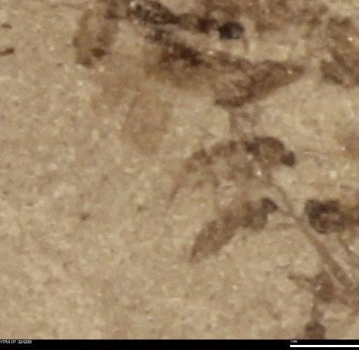 undet. Insecta