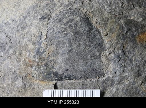 Hughmilleria sp.
