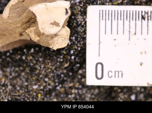 Parallelodon (Cosmetodon) sulcatinus