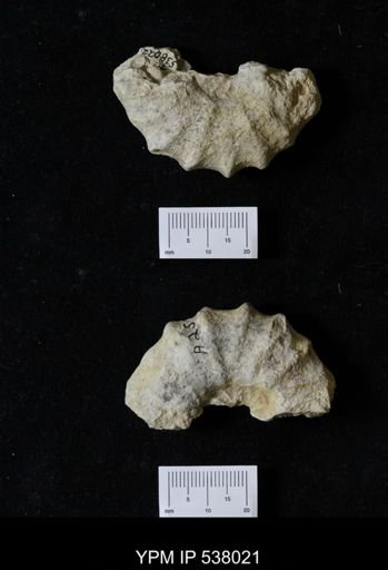 Stoliczkaia dispar
