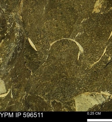 undet. Mollusca