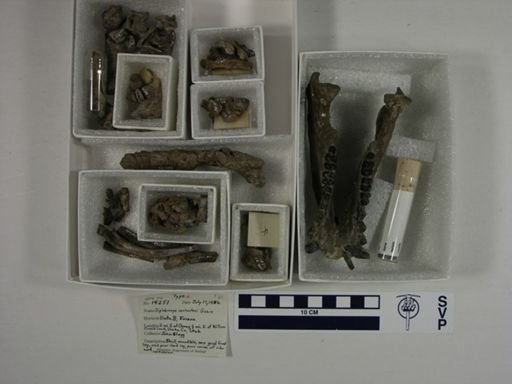 Diplobunops vanhouteni
