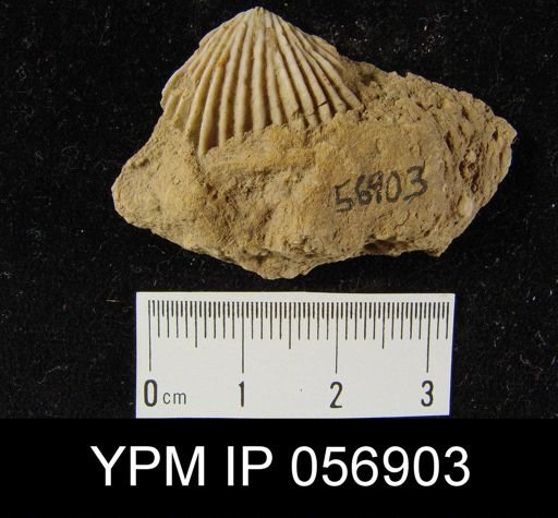 Anastrophia verneuili
